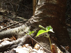 Trillium bud.