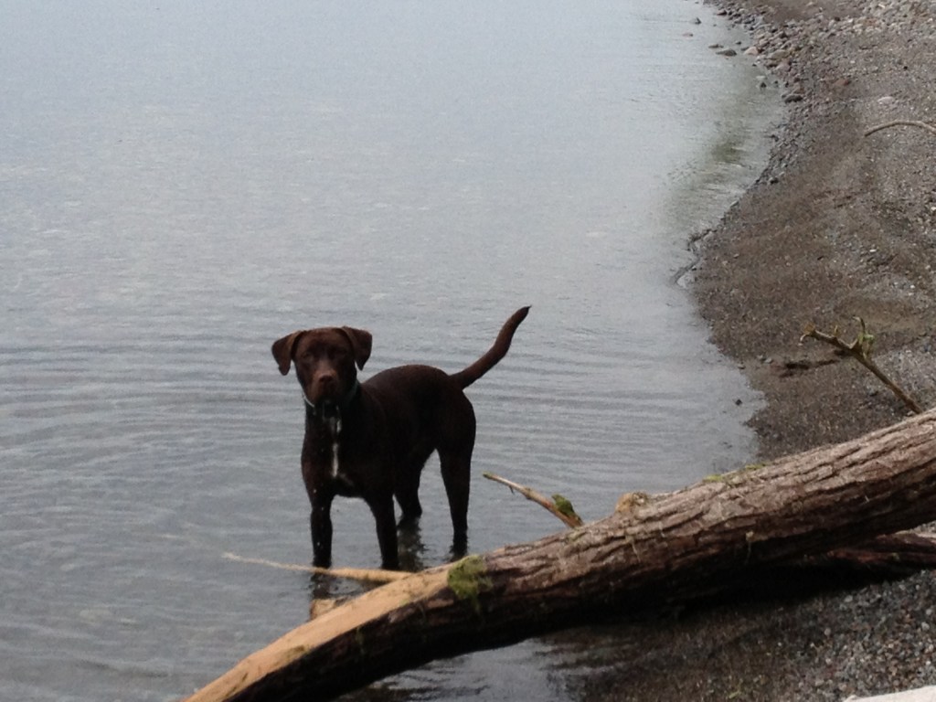 Brown dog stands in calm, blue water.