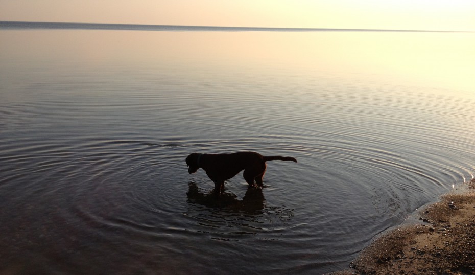 Reflections of a brown dog.