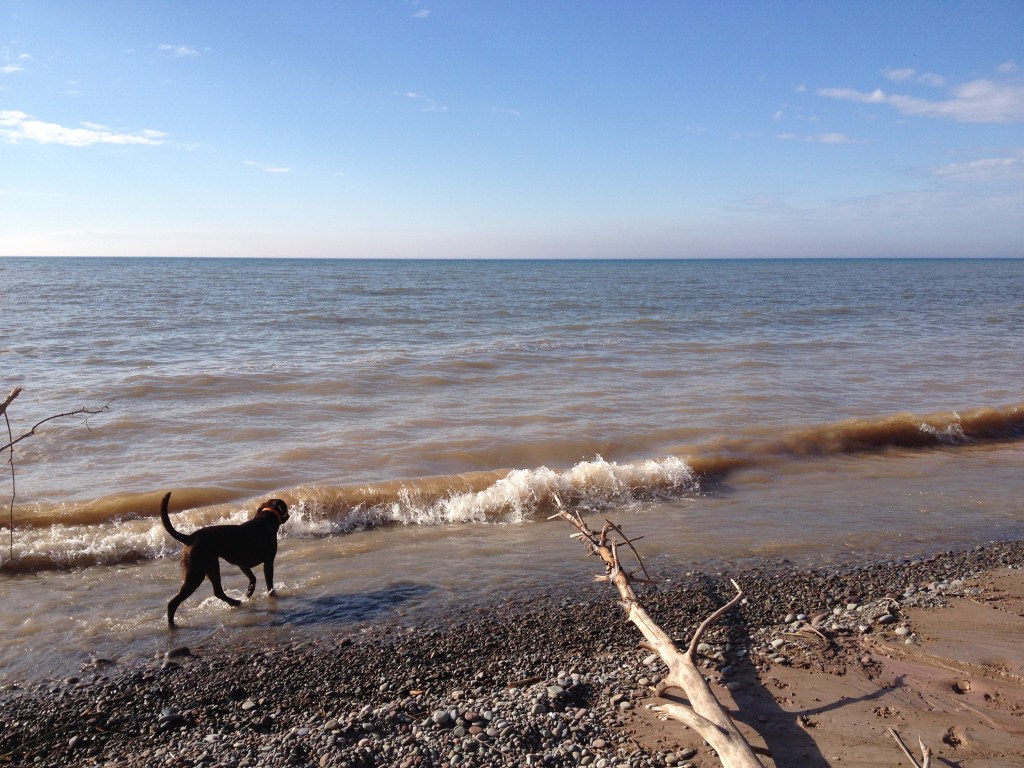 Dog walking through shallow waters along shore of Lake Ontario.