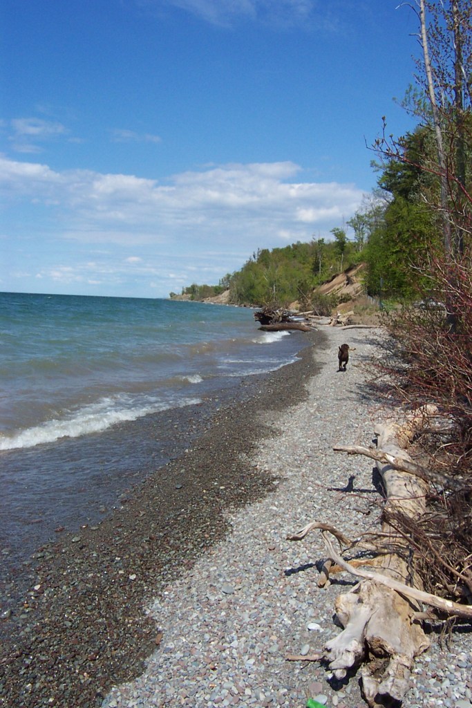 Brown Dog Trots Happily Upon Lake Ontario's Shore