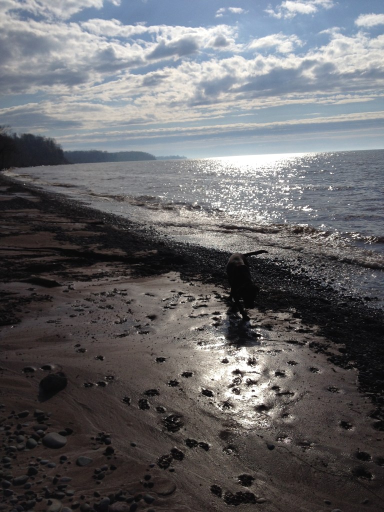 Sun shines upon Lake Ontario's blue waters as a dog walks along the varied shore, leaving paw prints in the clay.