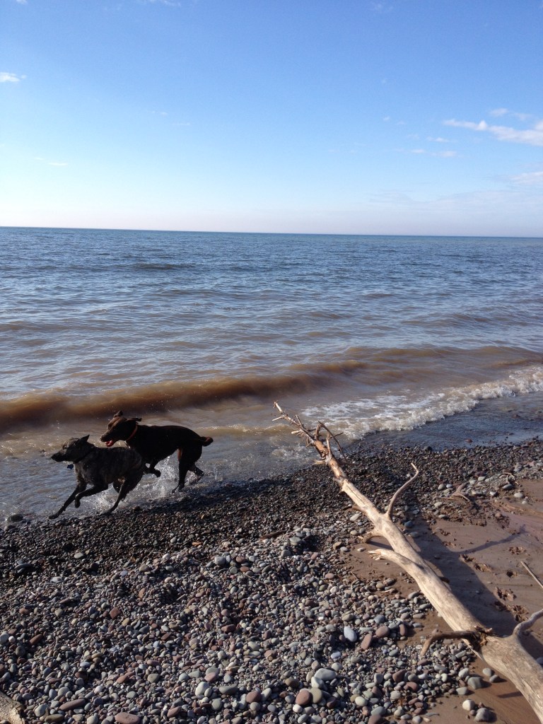 Two dogs run in a happy play-date at water's edge. This was not taken at Chimney Bluffs where dogs are not allowed on the beach.