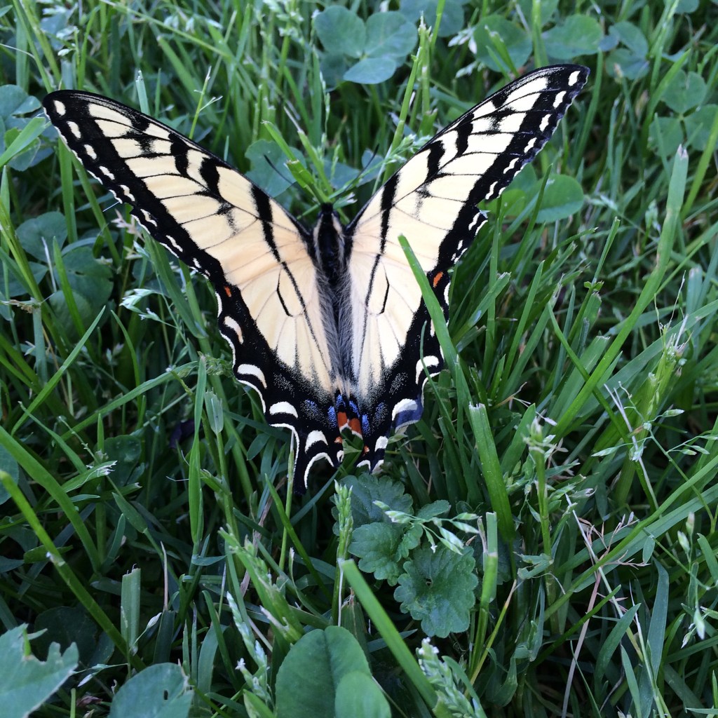 Butterflies, Bees and&nbsp;More