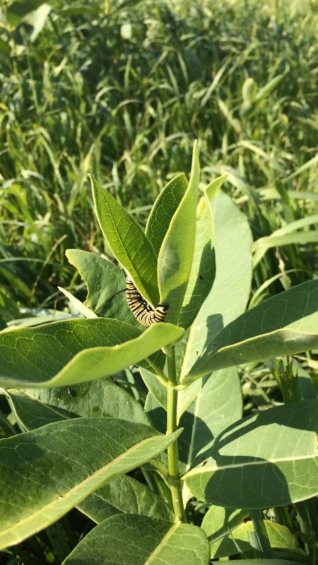 Monarch caterpillar crawls around milkweed plant.