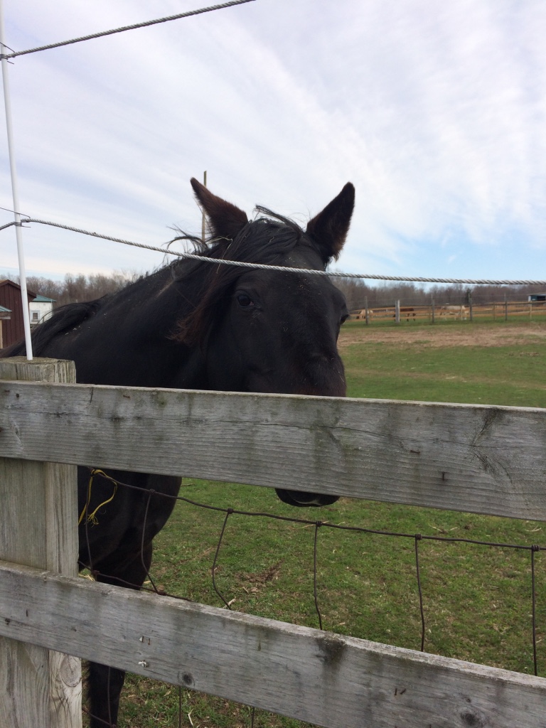 A black horse named "Double" looks over the fence at the photographer.
